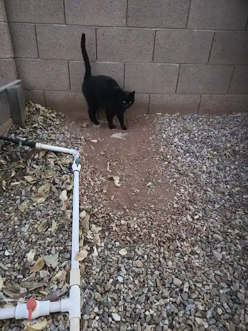 Dirt Rat Proudly Showcasing Her Patch of Earth