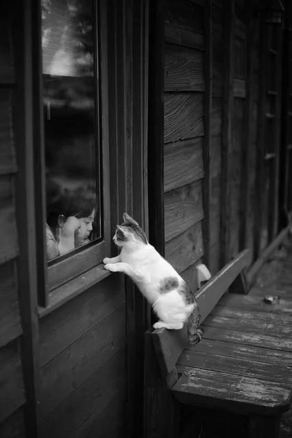A black and white photo shows a cat standing on a wooden porch, pawing at a window where a child's reflection is visible…