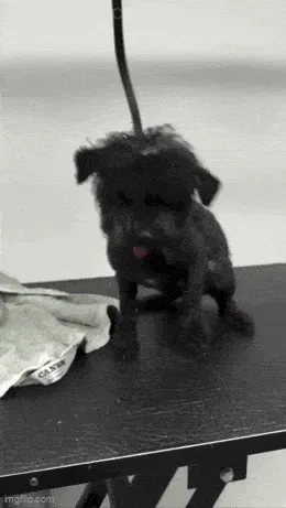 A black dog on a grooming table is shown in a sequence of six frames, visibly reacting to being groomed. Its fur is being…