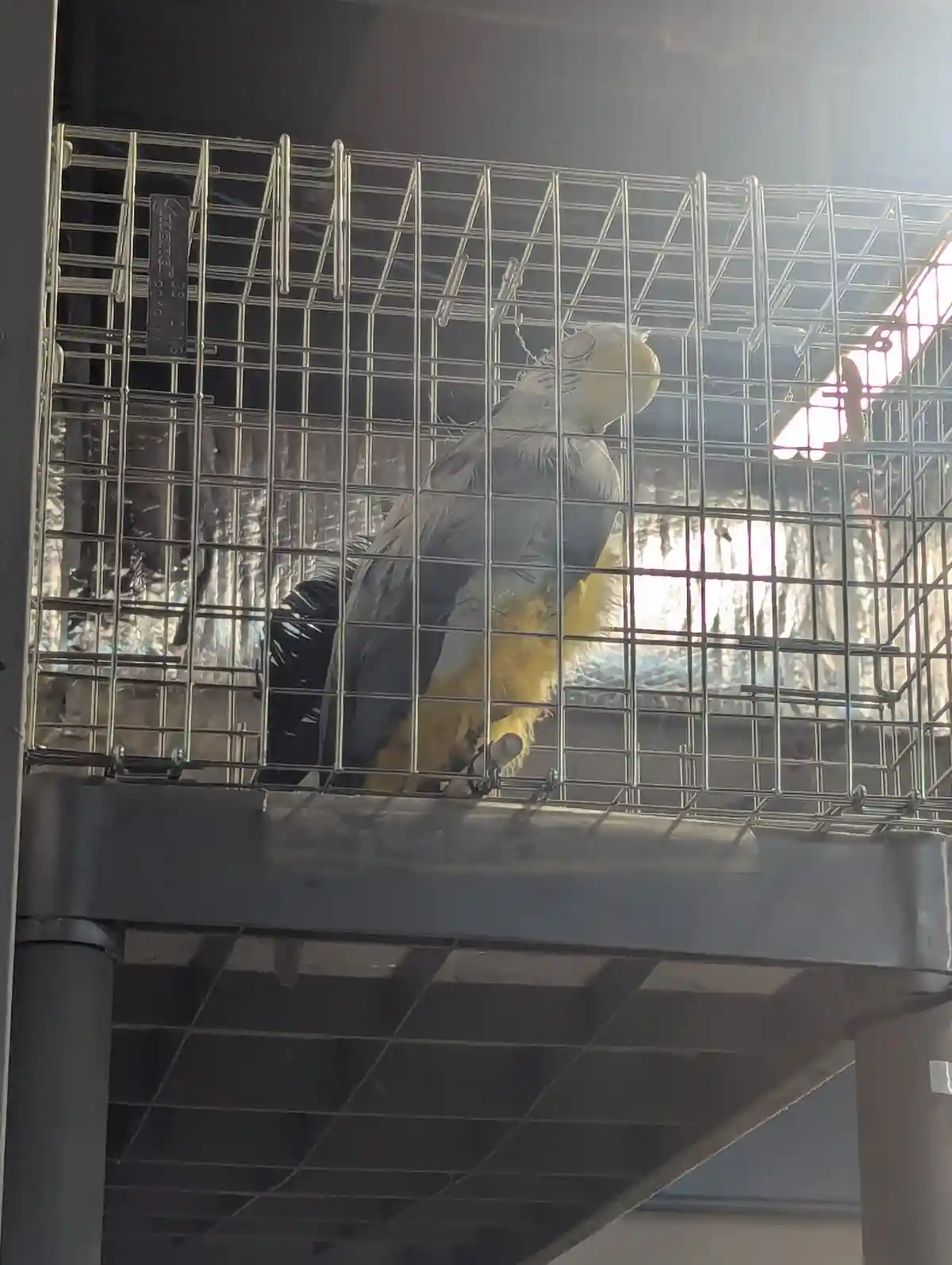 A large grey and yellow parrot is perched inside a metal wire cage, looking out. The bird's head is turned slightly, and its…