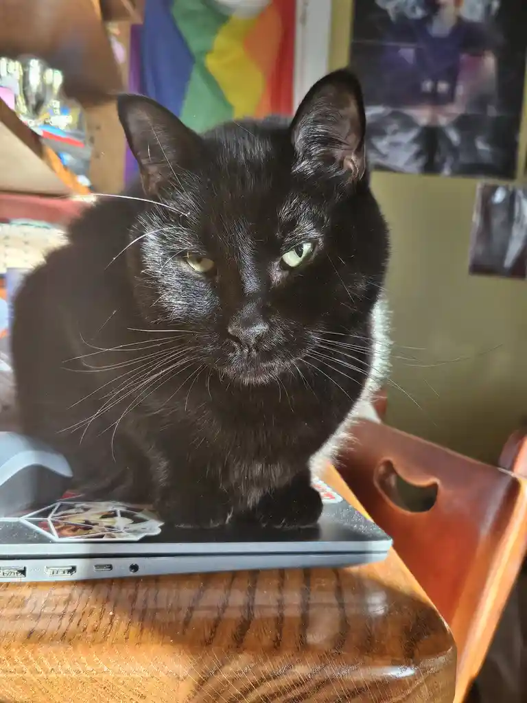 Just your average adorable kitty cat!