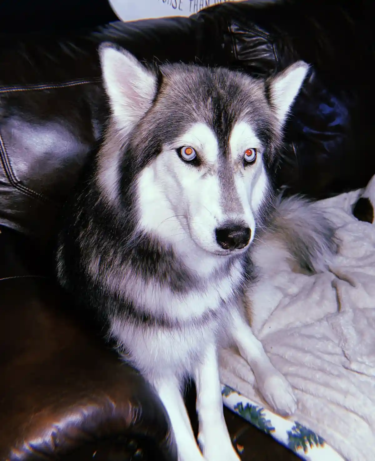 Introducing Aleu!
