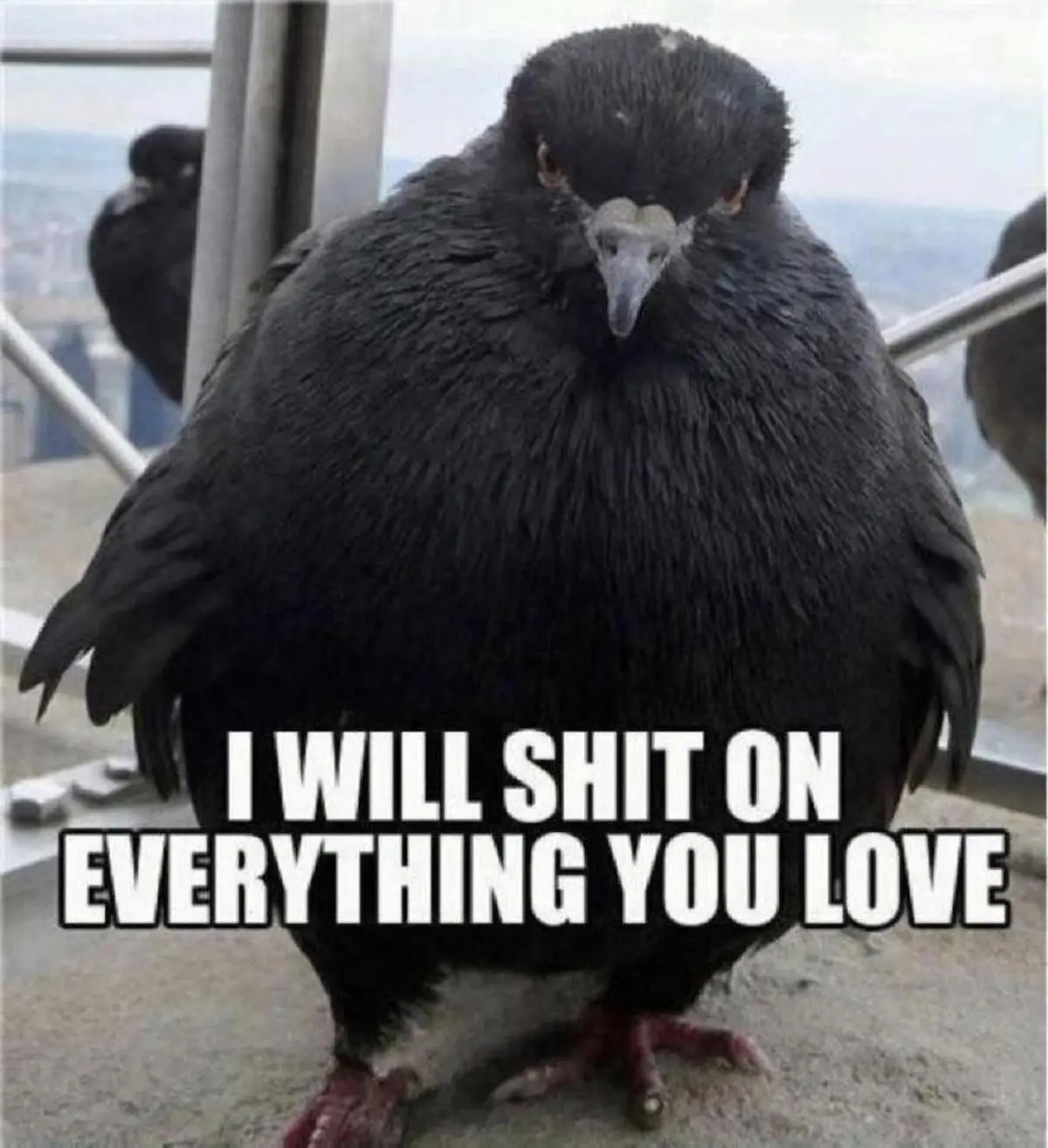 When Birds Speak: The Hilarious Truth