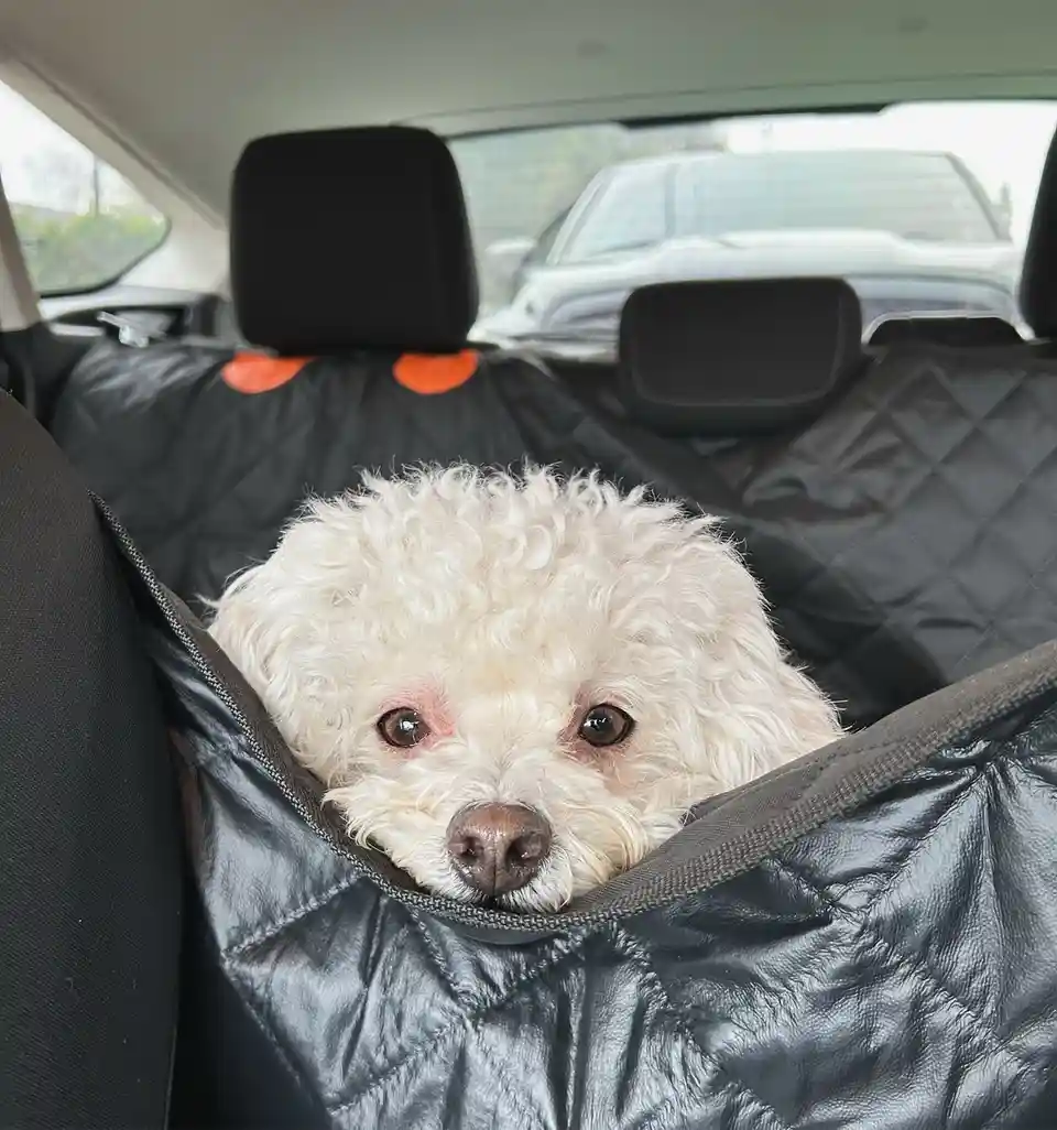 Time for some poodle appreciation tax!
