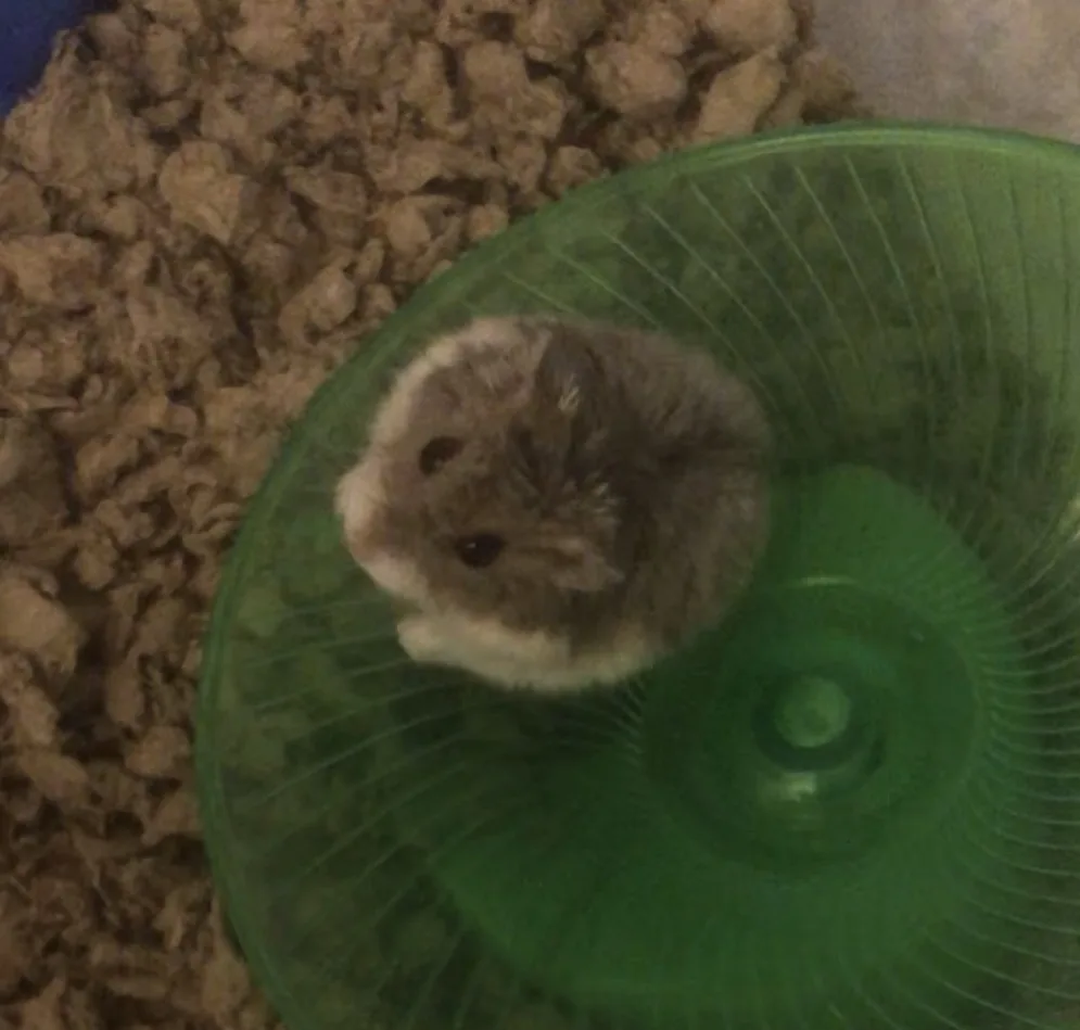 A small, fluffy brown and white hamster sits motionless at the edge of a green plastic exercise wheel, surrounded by brown…