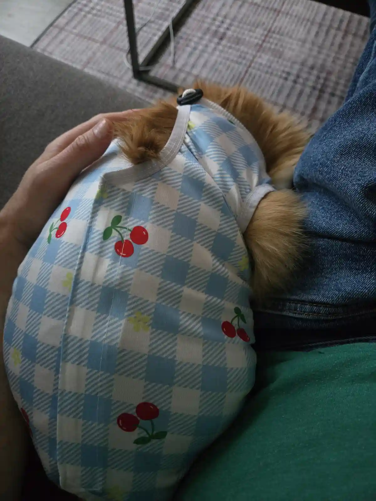 A small, fluffy brown dog is wearing a blue and white checkered shirt with red cherry prints, being held by a person in…