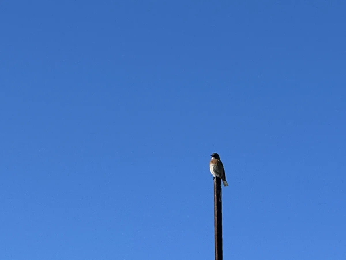 A small bird with a dark head, white underbelly, and reddish-brown chest perches atop a tall, dark vertical pole against a…