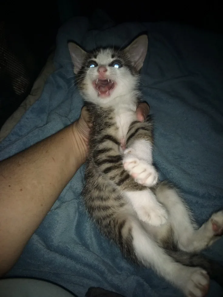 A small tabby and white kitten is held upside down by a person's hand, lying on a blue blanket. The kitten's mouth is wide…