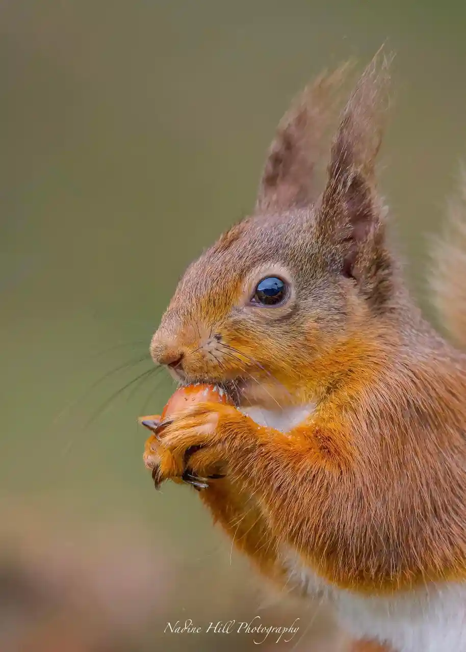 Meet the Adorable Red Squirrel
