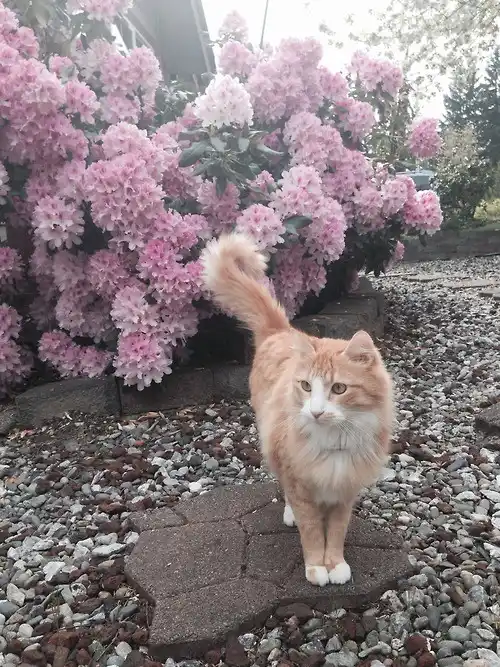 Meet Today's Adorable Feline Star!
