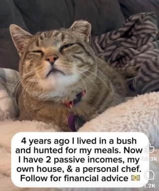 A tabby cat with its eyes closed and mouth slightly open, appearing blissfully content while lying on soft blankets. A white…