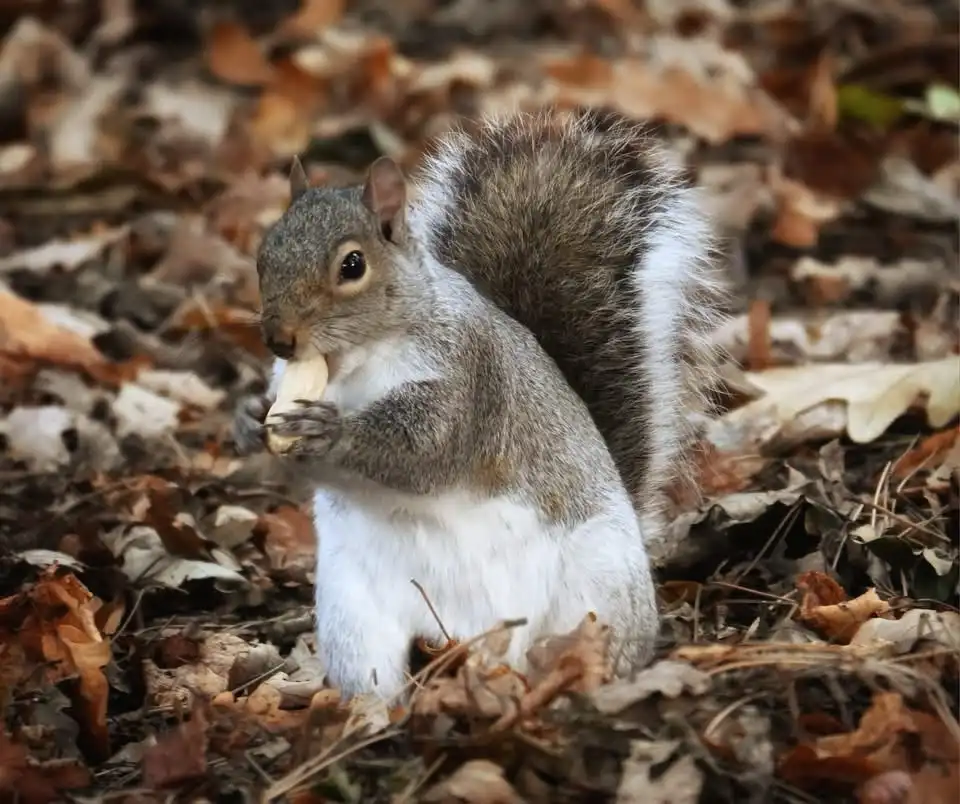 A gray squirrel with a bushy tail sits on a bed of dry, brown autumn leaves, holding a light-colored nut or piece of food in…