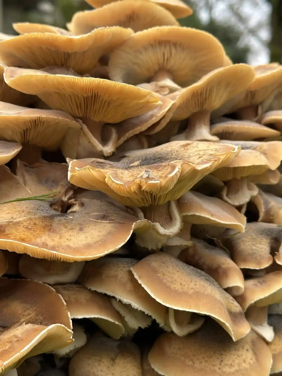 Exploring the world of shrooms!