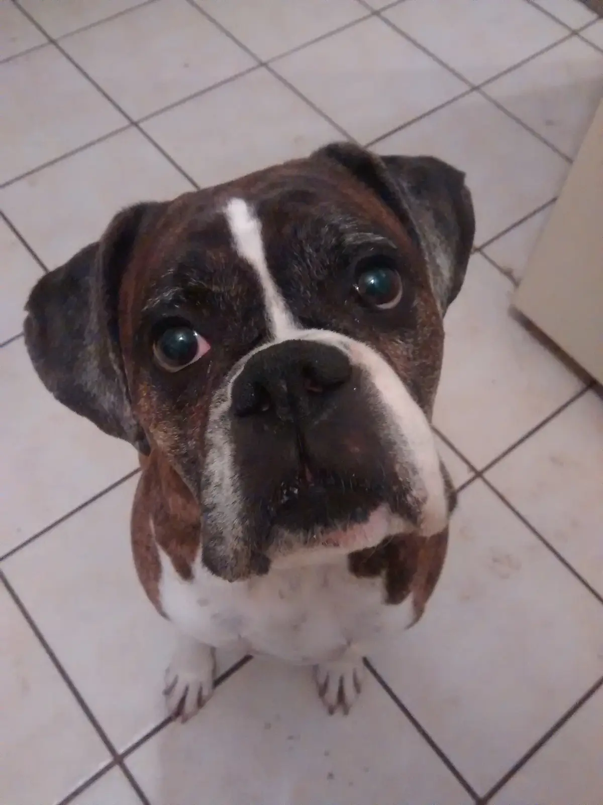 A close-up photo of a brown and white boxer dog looking up with large, pleading eyes from a tiled floor. The dog has a white…