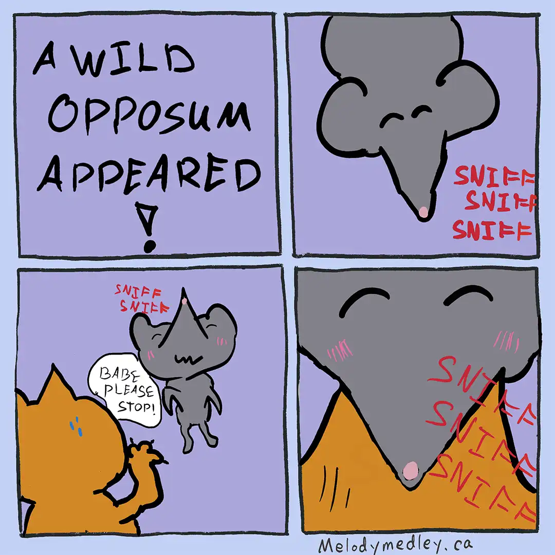 Oh No! The Opossum Strikes Again!
