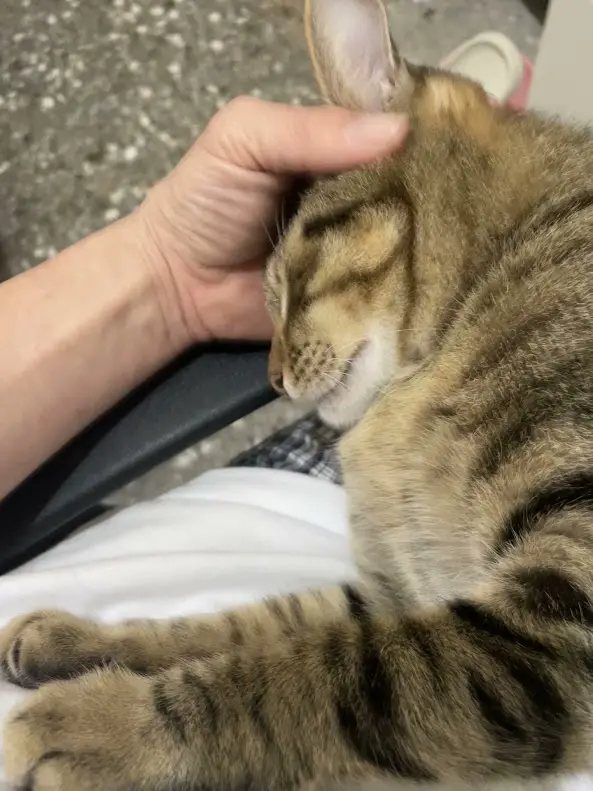 Yet Another Adorable Feline Friend