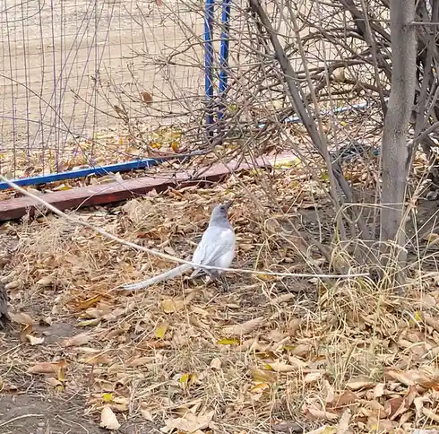 Meet the Rare White Magpie