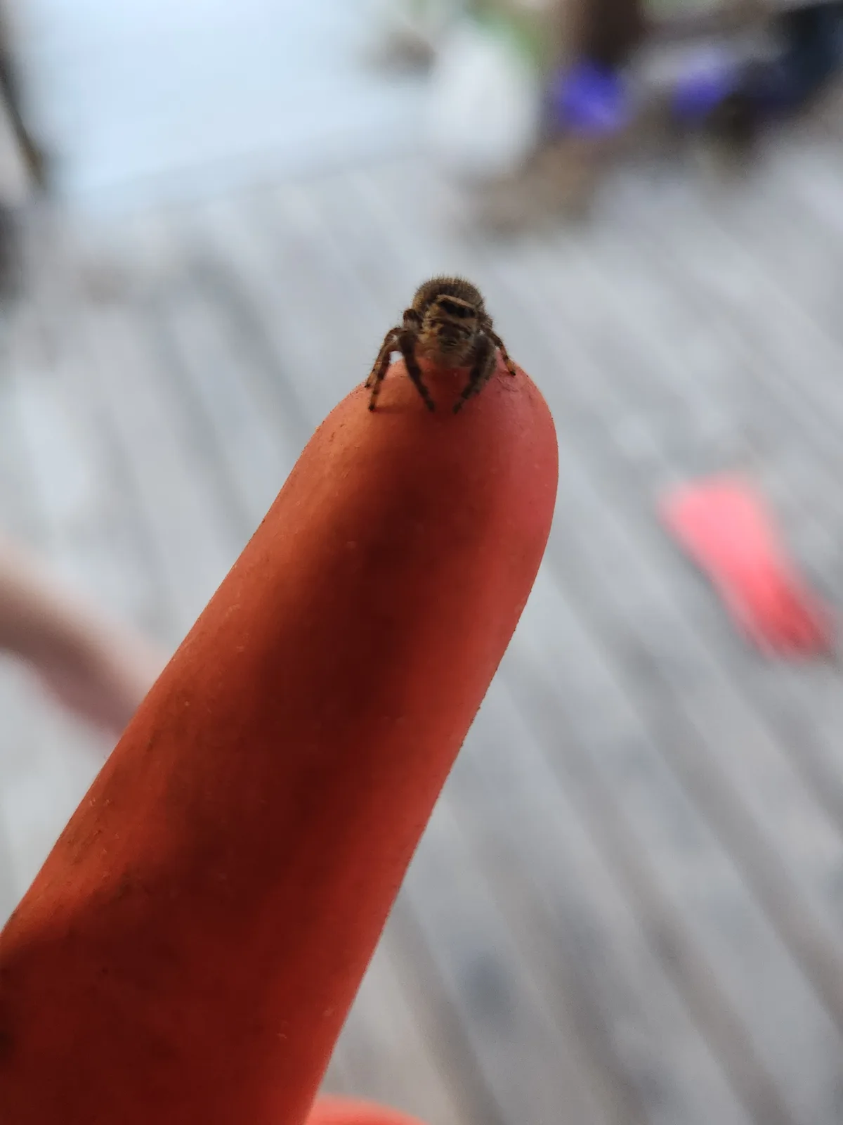 A small, fuzzy brown spider is perched on the tip of a bright red hot dog, which is held upright. The background is blurred…