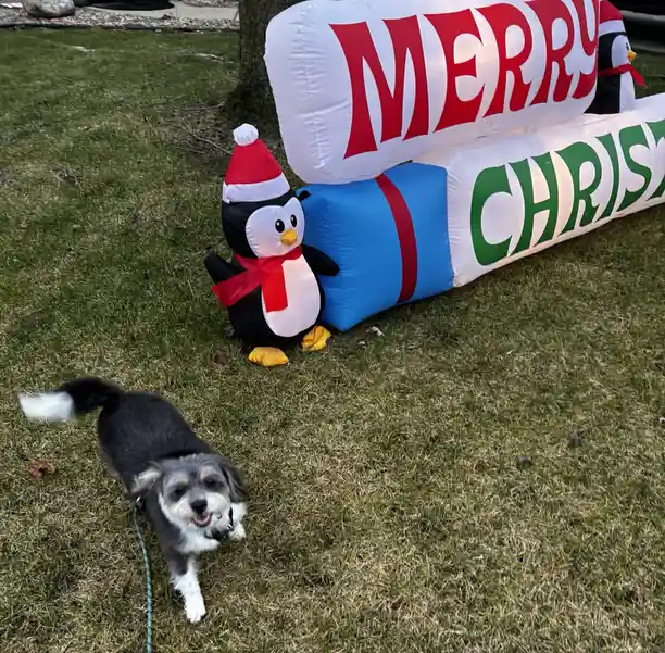 A small black and white dog on a leash runs toward the camera on grass, with a large inflatable Christmas decoration behind…