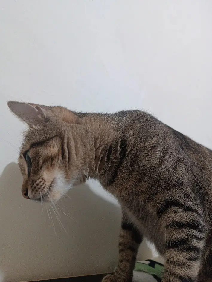 Just a Cat Being Cute
