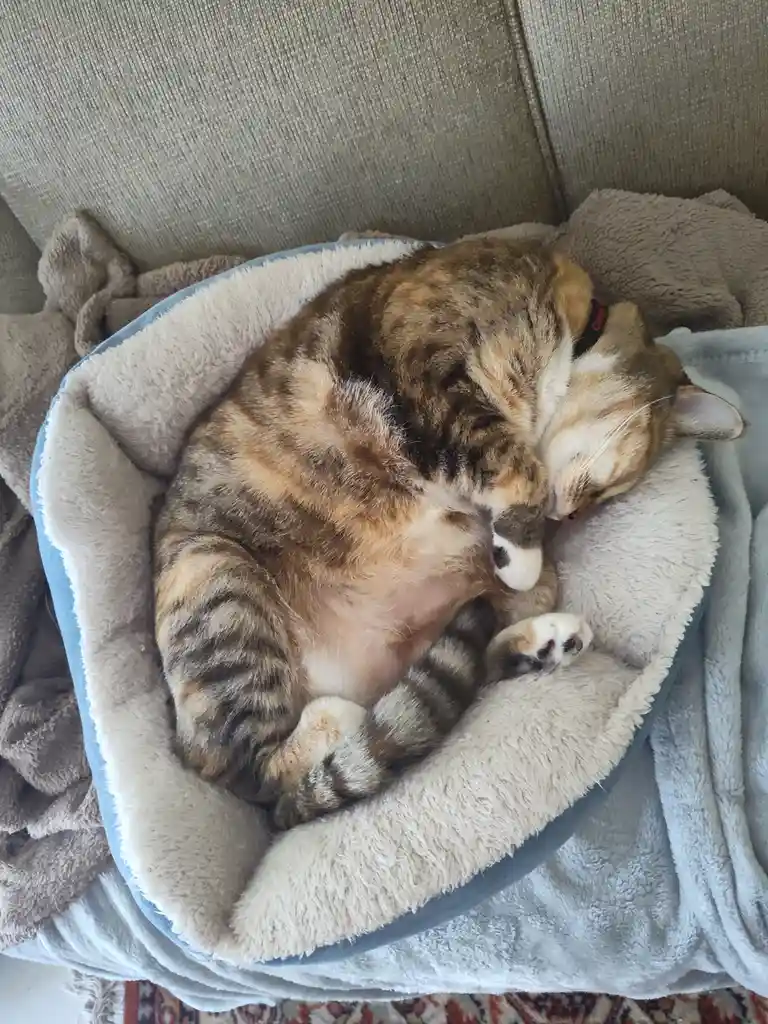 Introducing my adorable cat, Cubensis!