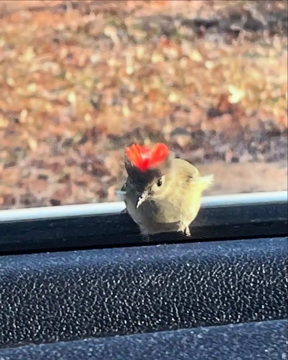 Meet the Ruby-Crowned Kinglet