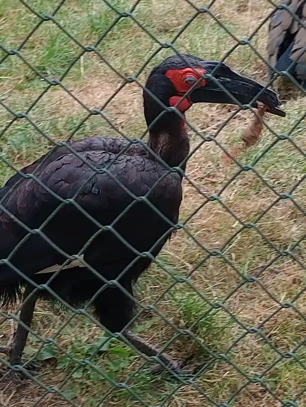 A large black bird with a red face and a long, curved black beak stands behind a green chain-link fence on dry grass. The…