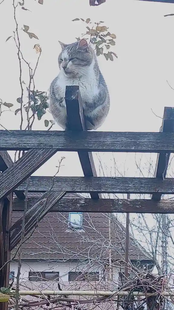Same Day, Same Cat, Same Spot: The Routine Chronicles