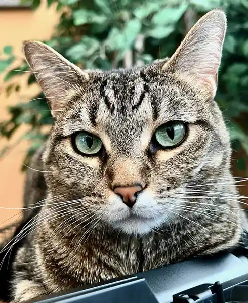 Meet Paloma, the Reigning Queen