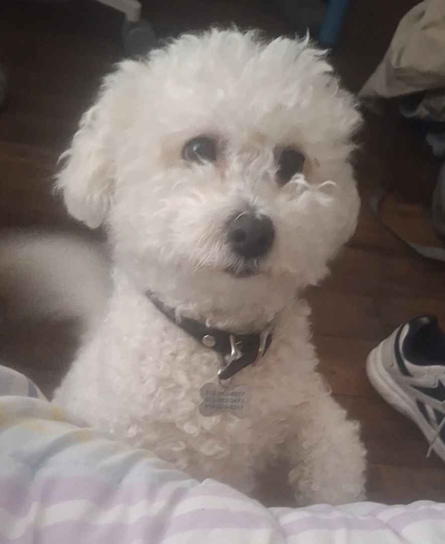 A small, fluffy white dog with dark eyes and a black nose sits on a wooden floor, wearing a collar with a tag. The dog looks…