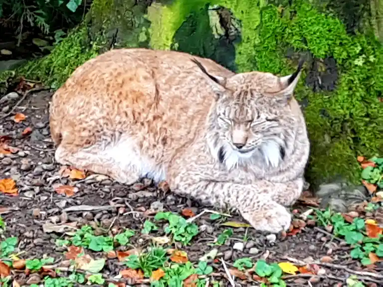 Spotted: A Lynx Relaxing Under a Tree...