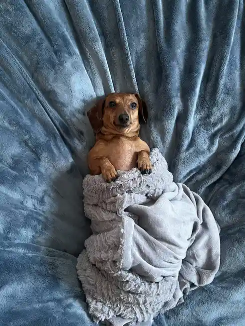 A brown dachshund dog is lying on a blue plush blanket, wrapped snugly in a light gray fluffy blanket, looking directly at…