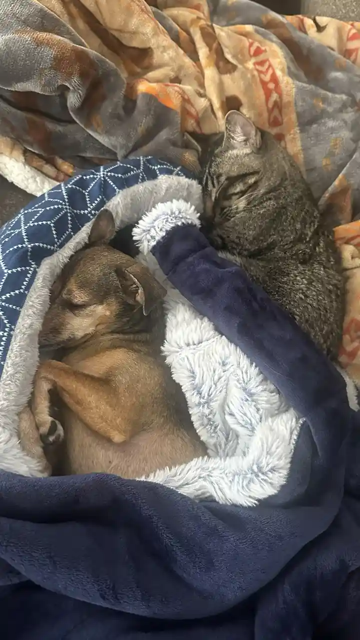 A small brown dog and a gray tabby cat are sleeping peacefully together on a soft blue and white fleece blanket, nestled on…