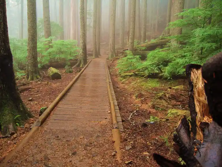 A misty forest scene with a wooden boardwalk path winding through tall trees and green ferns, with the overlaid text 'i'm…