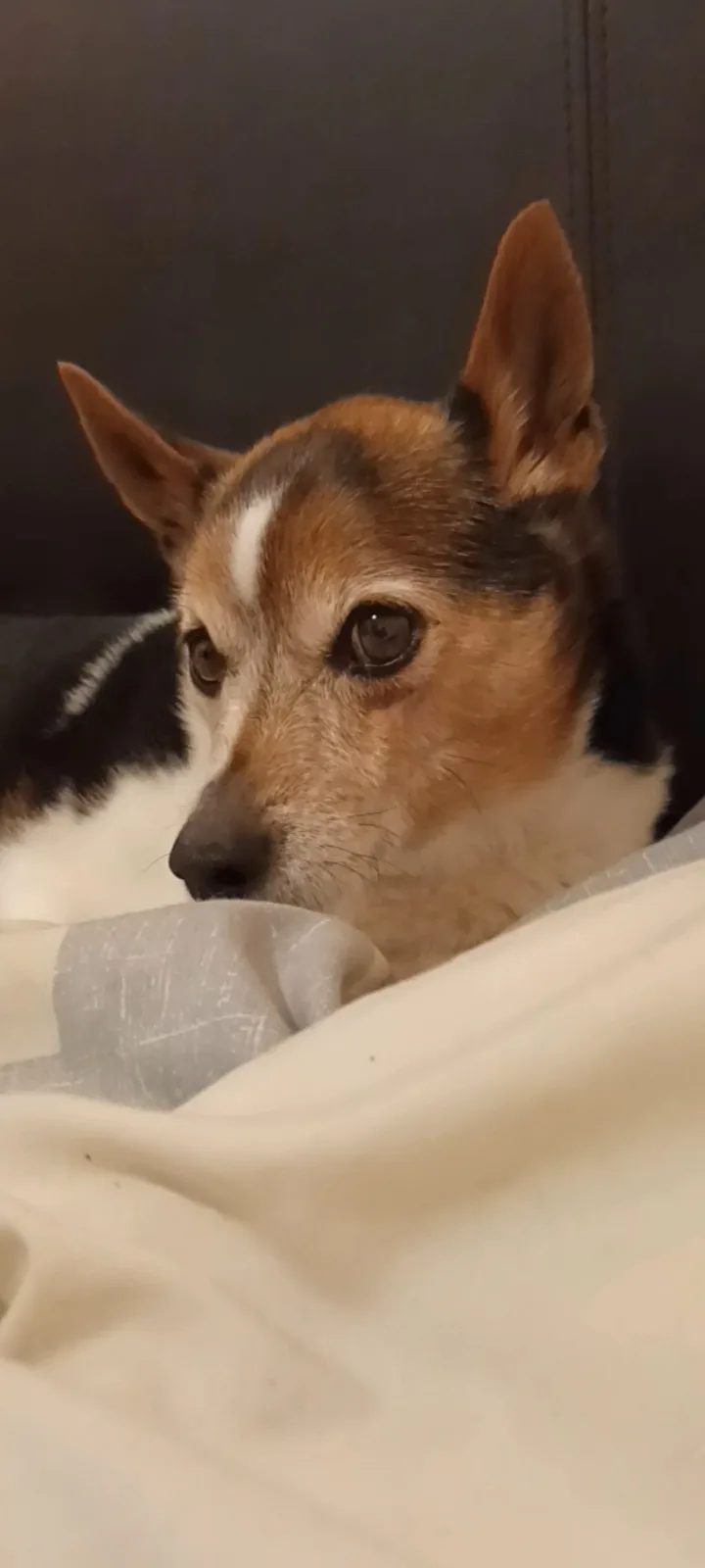 A close-up photo of a tricolor dog (brown, black, and white) resting its head on a light-colored blanket, looking directly…