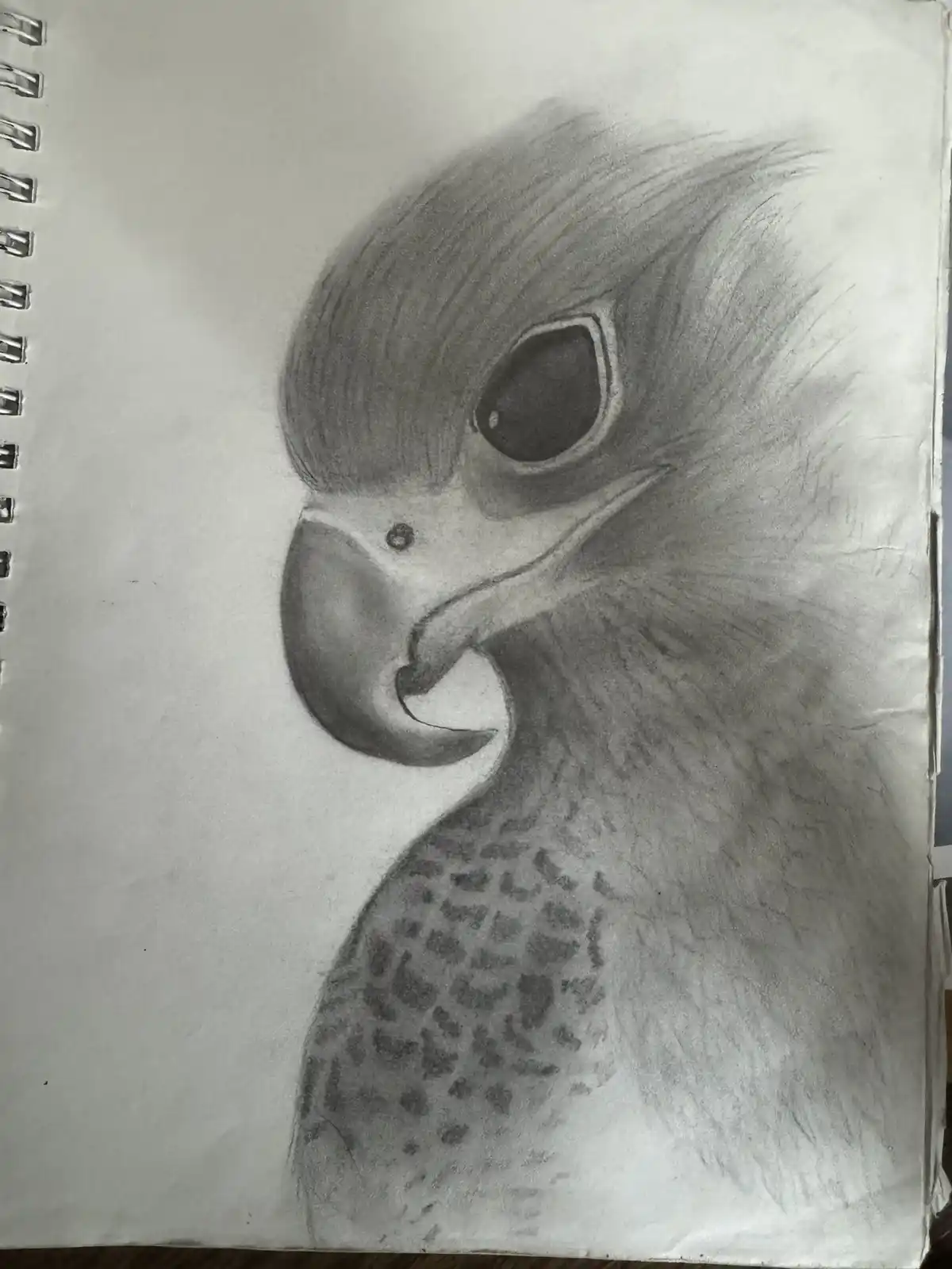 A detailed pencil sketch of a bird's head and upper chest in a spiral-bound notebook, featuring large, expressive eyes and a…