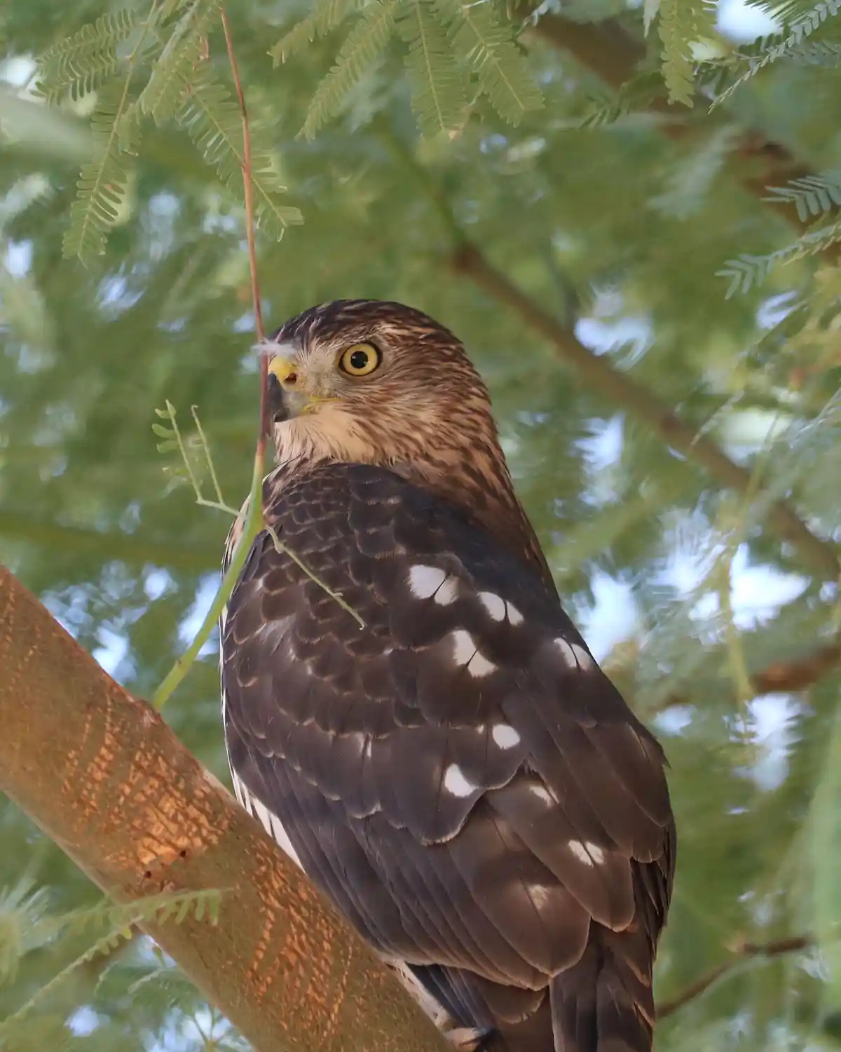 A close-up photo of a hawk perched on a tree branch, surrounded by green foliage. The bird has a yellow eye and brown…