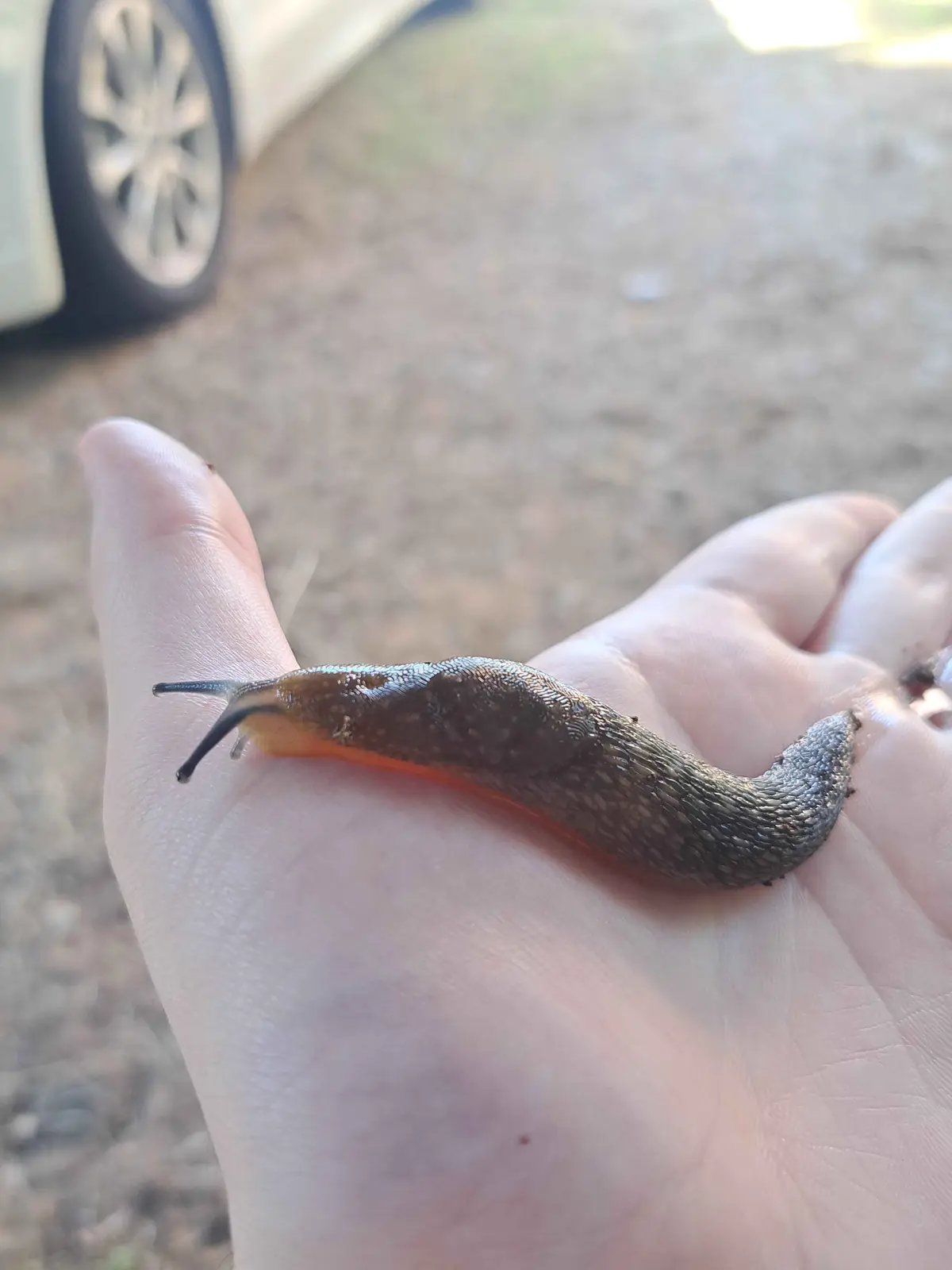 A close-up photo shows a large, brownish-grey slug with a visible orange underside crawling across an open human palm. The…