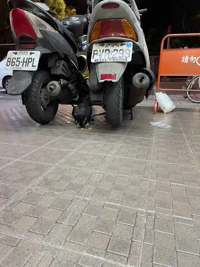 A small black dog is eating food scraps on a paved sidewalk between the rear wheels of two parked scooters. The scooter on…