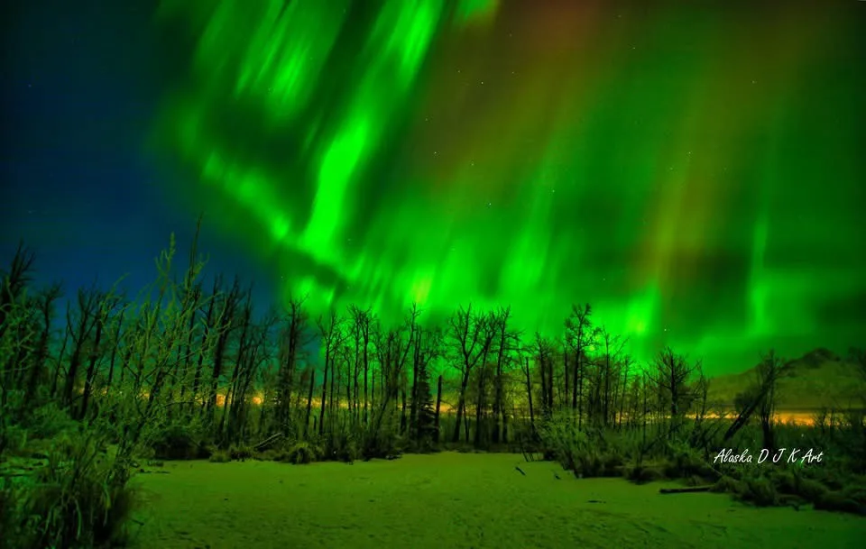 A stunning photograph of vibrant green auroras dancing across a dark night sky above a snowy landscape with bare trees. The…