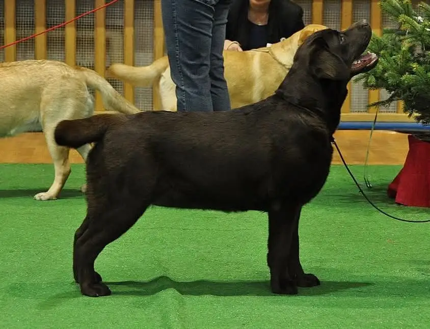 A black Labrador Retriever stands in profile on a green carpet at what appears to be a dog show, looking upward with its…