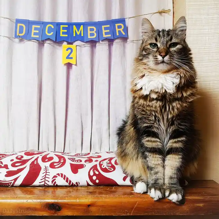 A fluffy tabby cat with green eyes sits upright on a wooden surface, looking directly at the camera with a serious…