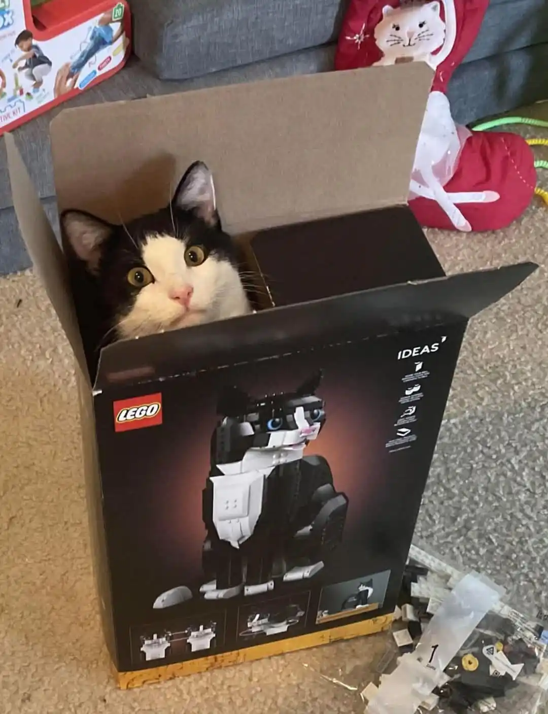 A black and white cat peeks out from inside an open LEGO Ideas 10278 Cat building kit box, which features an image of the…