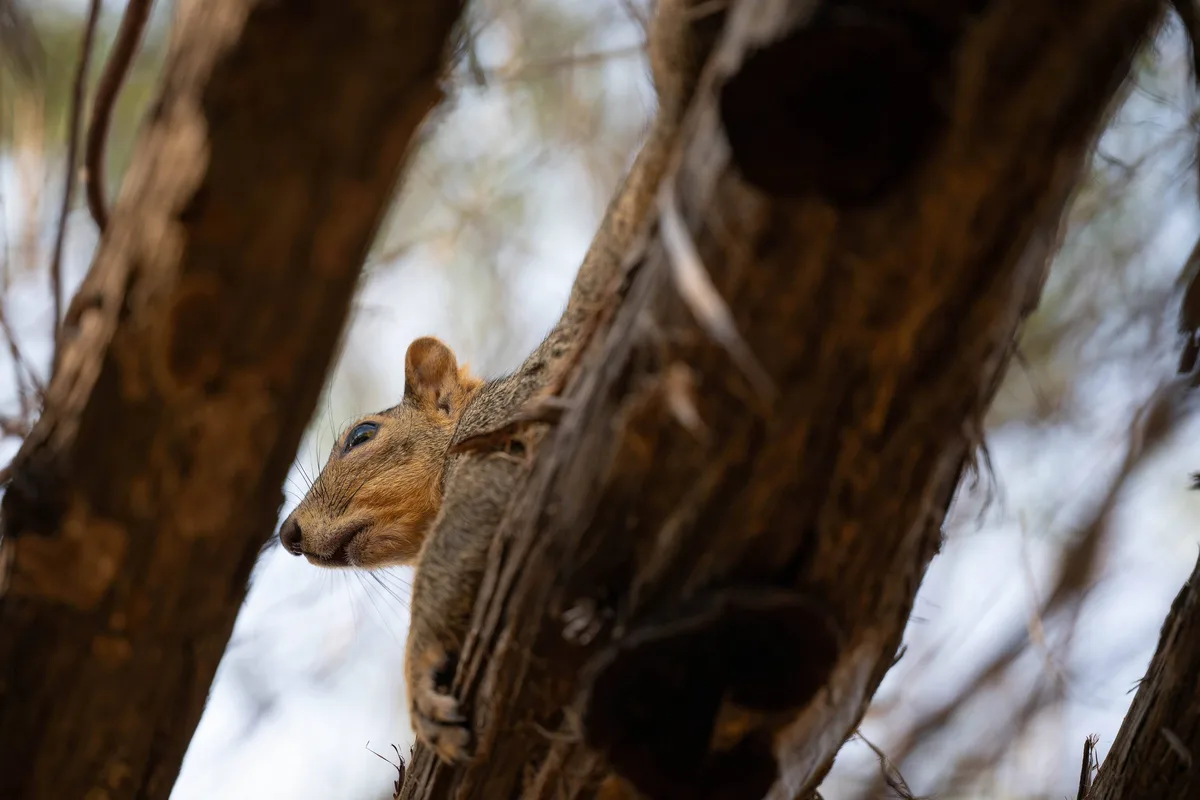 A close-up photograph shows a squirrel peeking out from between gnarled tree branches, its face and front paw visible. The…