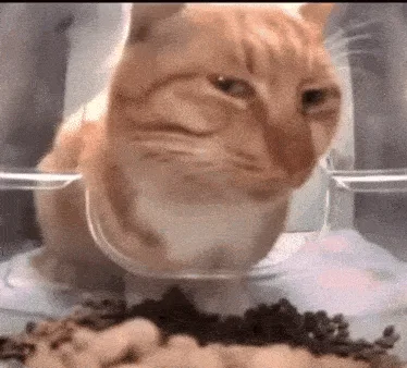A grid of six identical images shows an orange tabby cat sitting inside a clear plastic litter box, looking down at dark…
