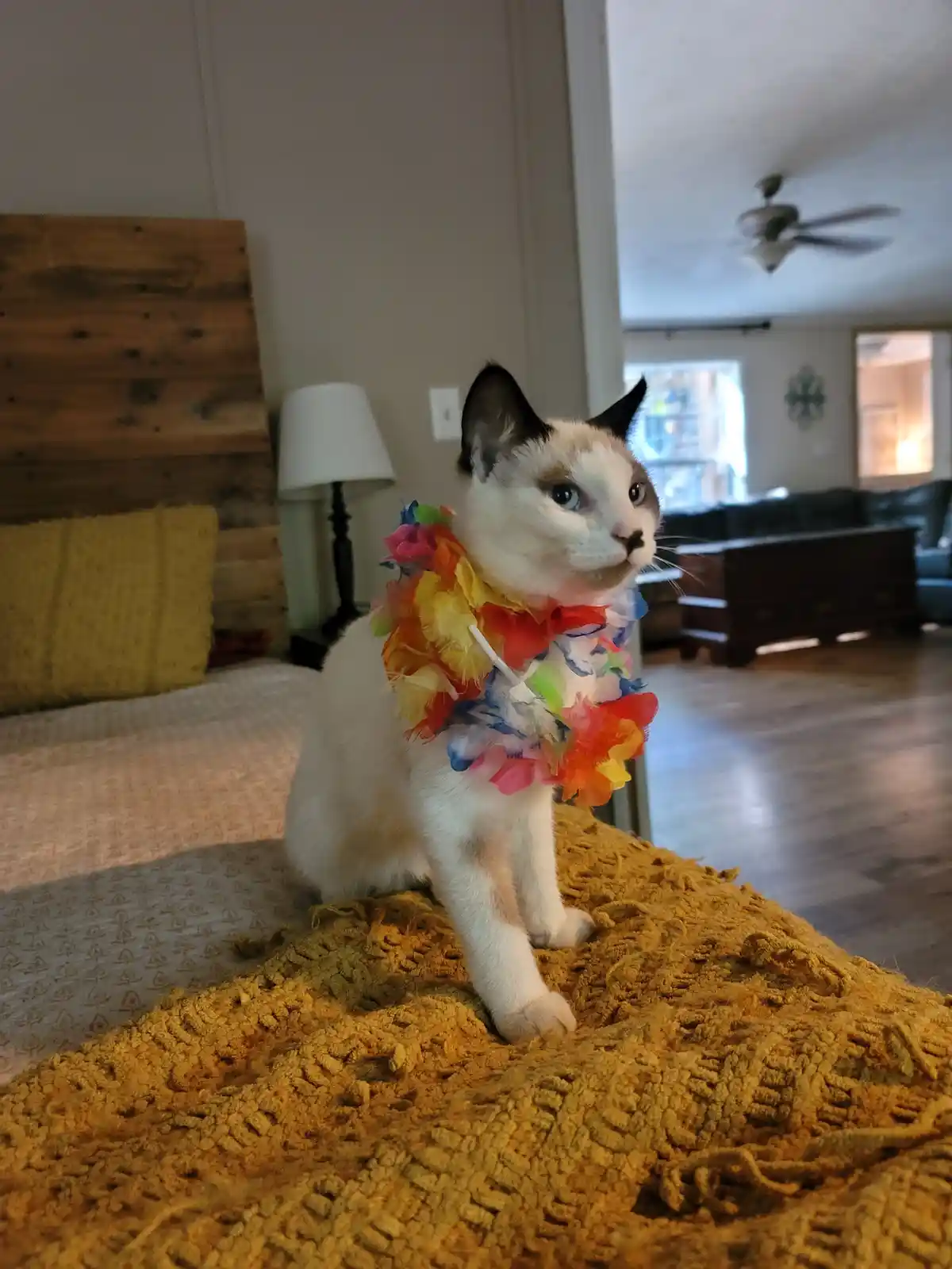 My Adorable Pearly Girly