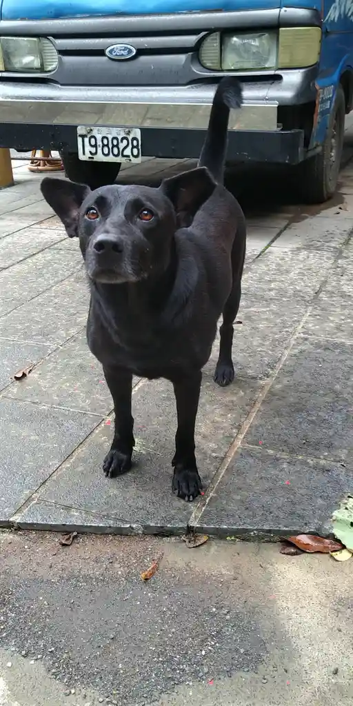A black dog with amber eyes stands on a paved sidewalk, looking directly at the camera with a slightly tilted head. Behind…