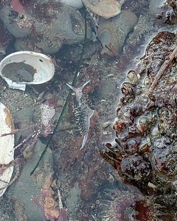 Behold the Full Moon Nudibranch in All Its Glory!