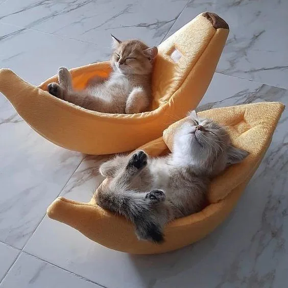 Two fluffy cats are lying on their backs in plush, yellow, banana-shaped pet beds on a white marble floor, both appearing to…
