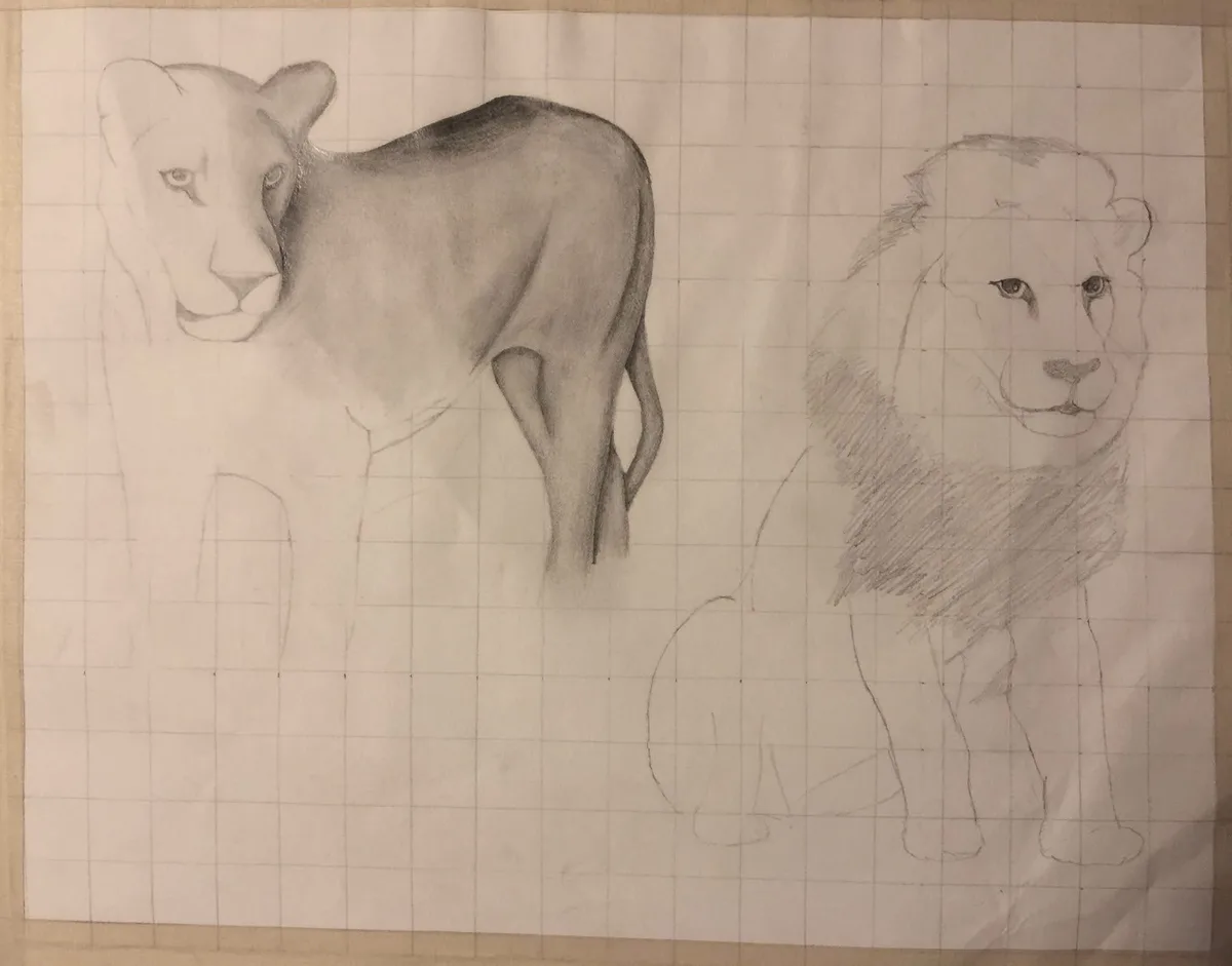 A pencil sketch on graph paper shows a detailed lioness on the left and a less detailed male lion on the right, with the…